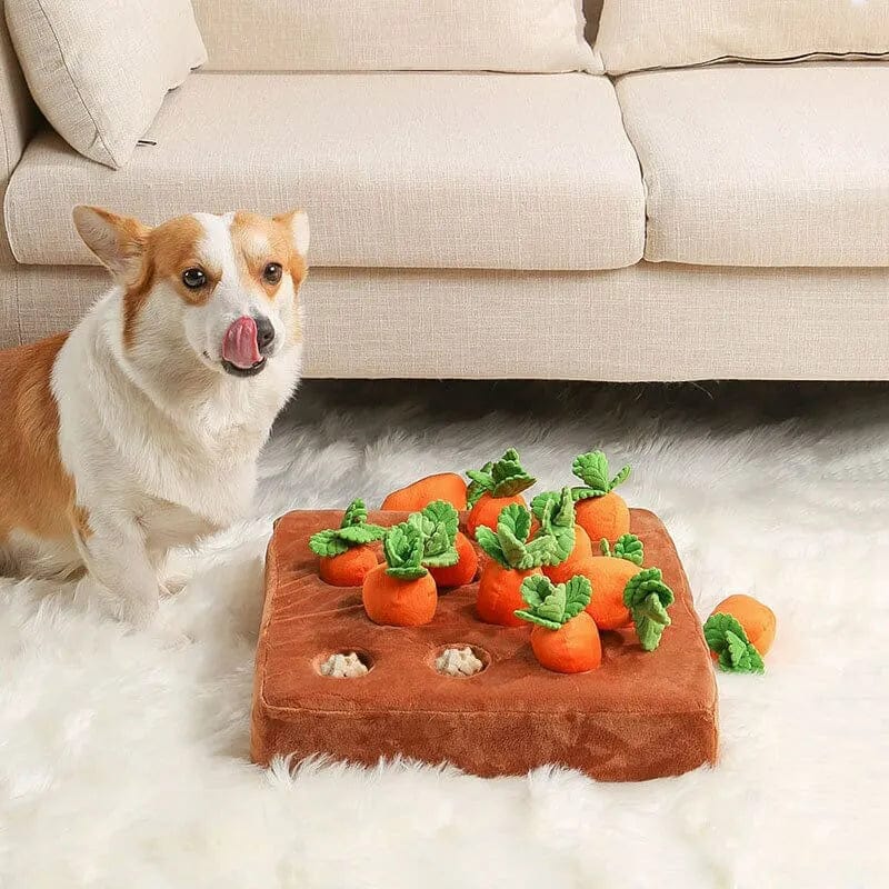 Carrot Garden