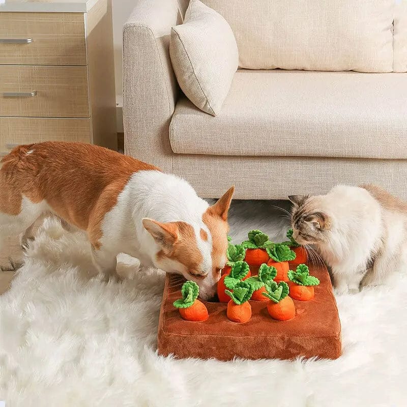 Carrot Garden