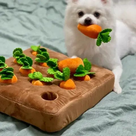 Carrot Garden