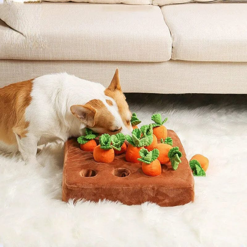 Carrot Garden