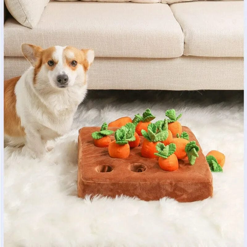 Carrot Garden