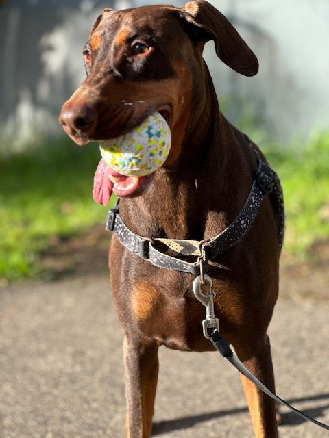 Chewiee Balls